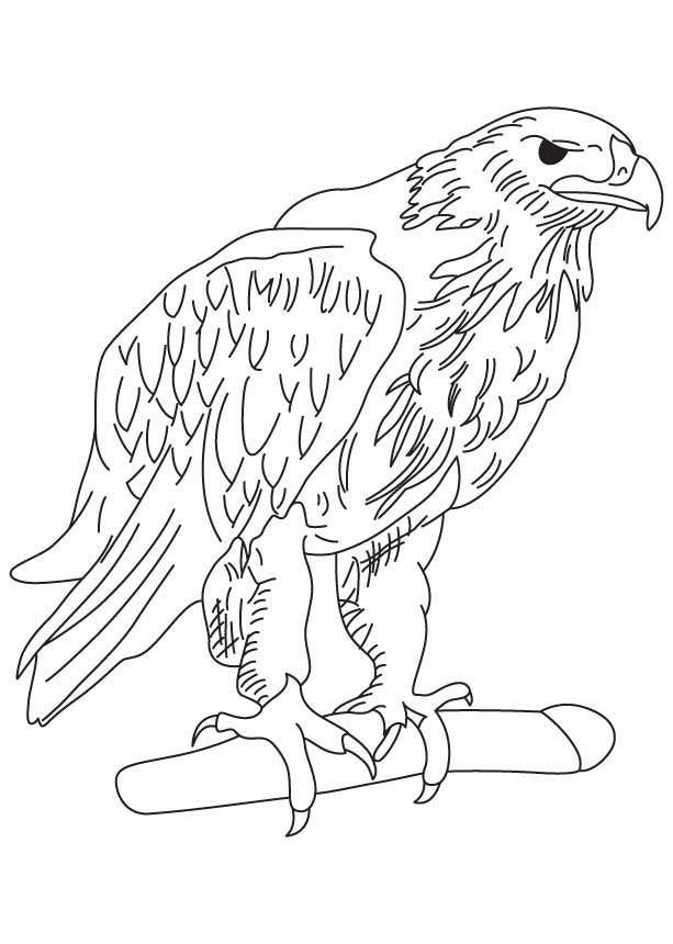 Golden eagle coloring page animal coloring pages puppy coloring pages coloring pages