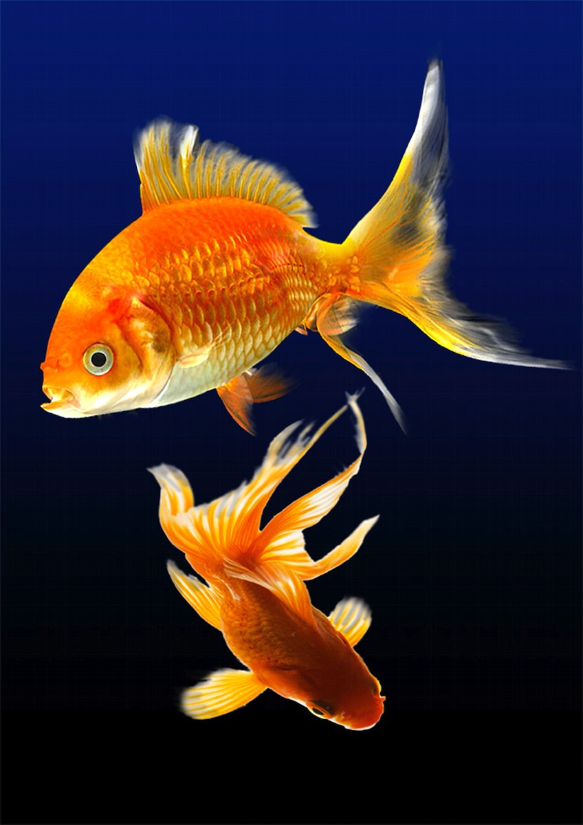 Download Free 100 + golden fish wallpaper Wallpapers