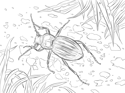 Golden ground beetle coloring page free printable coloring pages