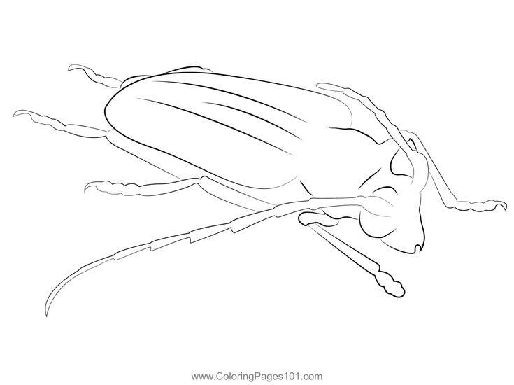 Long horned beetle coloring page coloring pages printable coloring pages color