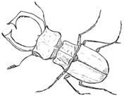 Beetles coloring pages free coloring pages