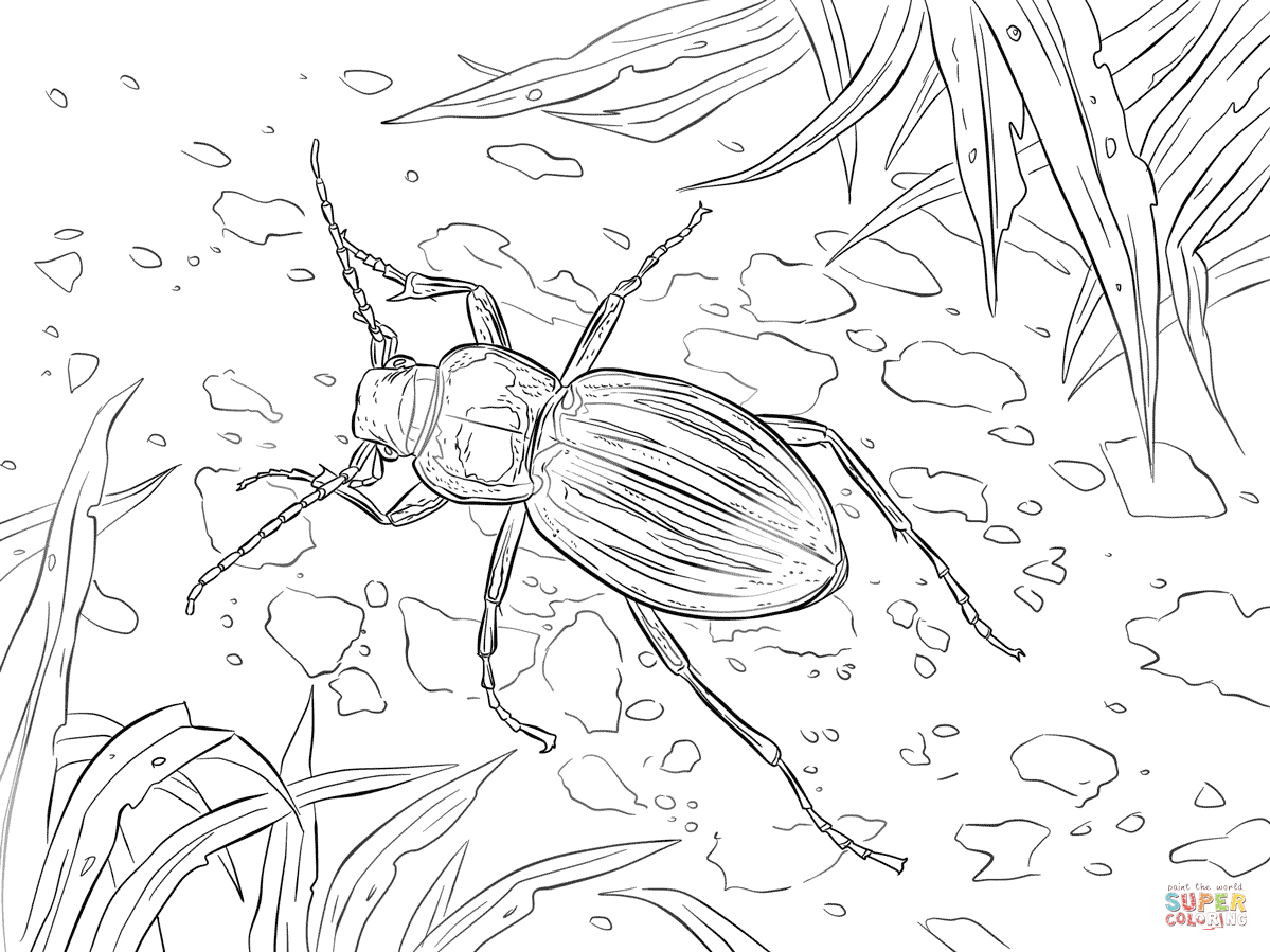 Golden ground beetle coloring page free printable coloring pages