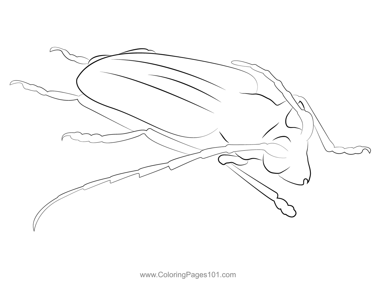 Long horned beetle coloring page coloring pages printable coloring pages color