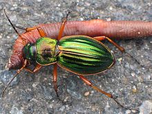 Ground beetle