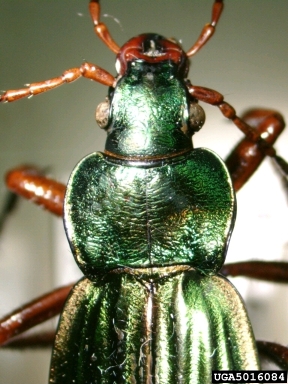 Golden ground beetle carabus auratus linnaeus