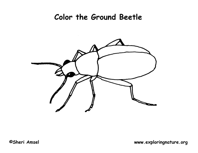 Ground beetle â coloring nature