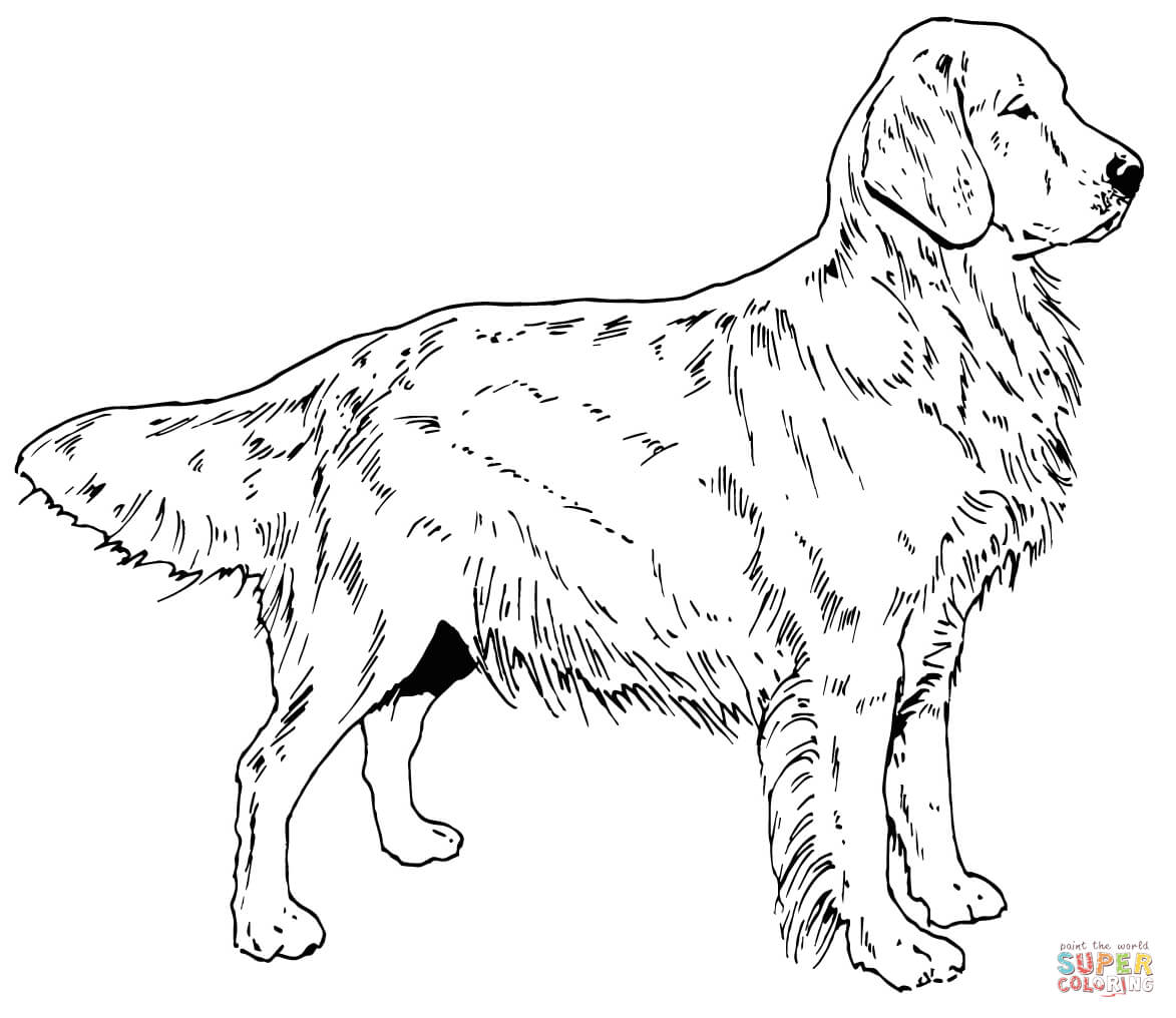 Golden retriever dog coloring page free printable coloring pages