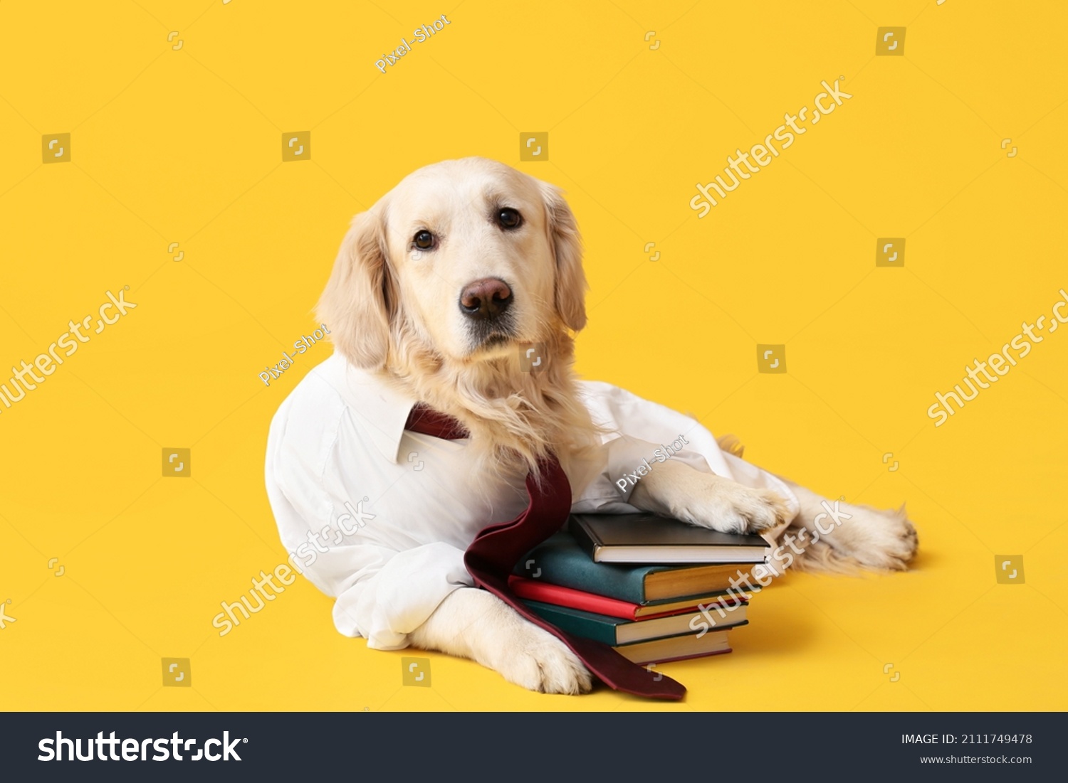 Golden retriever books stock photos and pictures