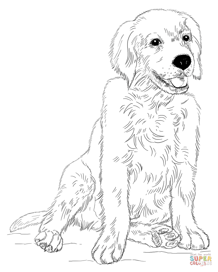 Golden retriever puppy coloring page free printable coloring pages