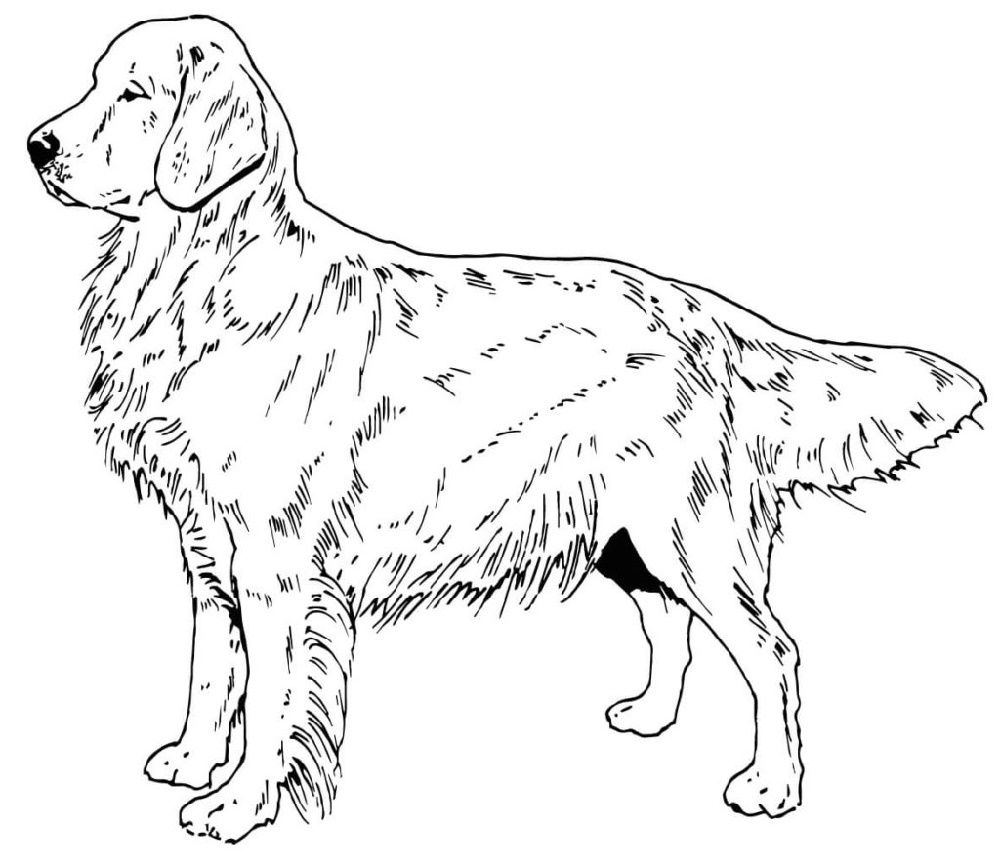 Golden retriever coloring pages