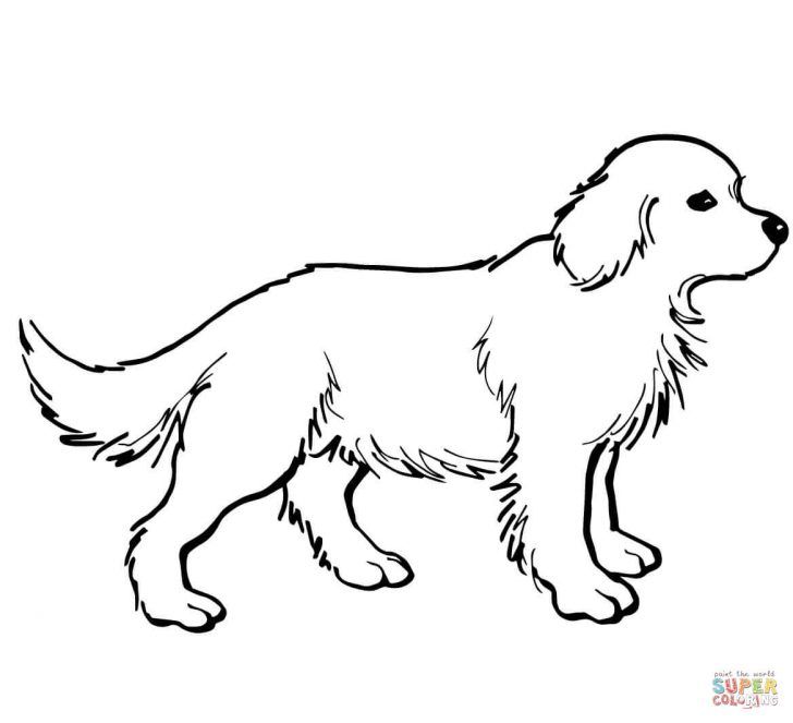 Amazing picture of golden retriever coloring page