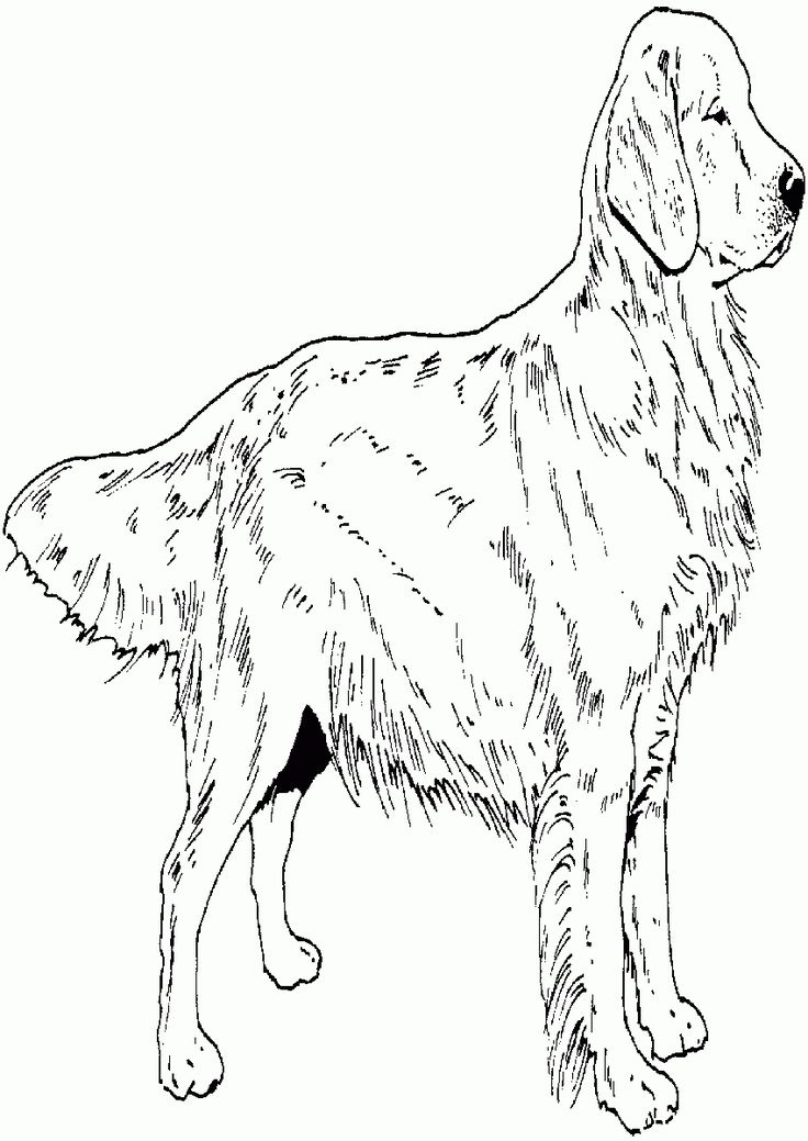 Golden retriever coloring page golden retriever puppy coloring pages printable best coloring