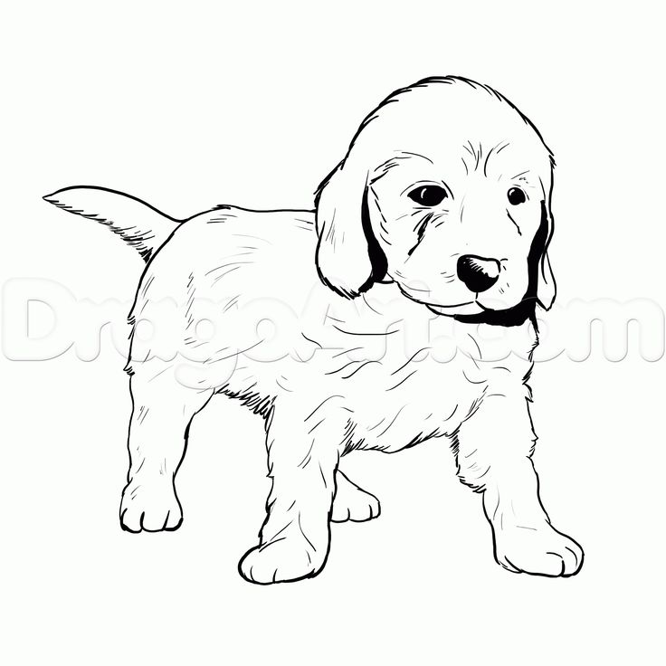 Golden retriever coloring page golden retriever coloring pages new golden retriever puppy coloring