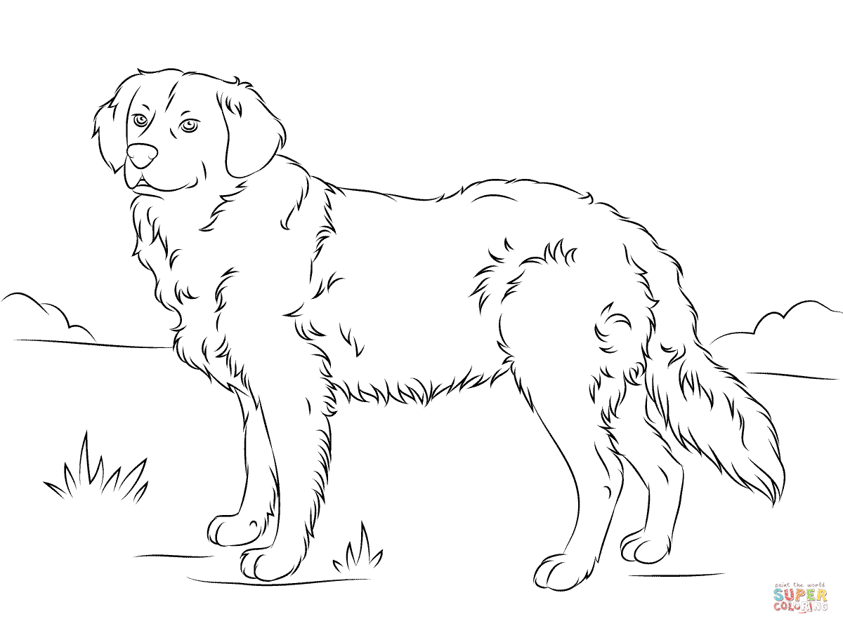 Golden retriever coloring page free printable coloring pages