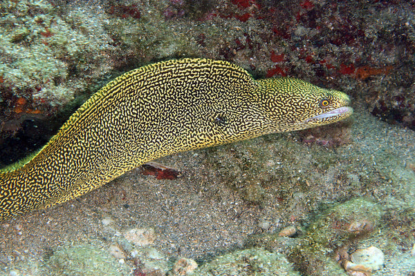 Goldentail moray eel â violet aquarium