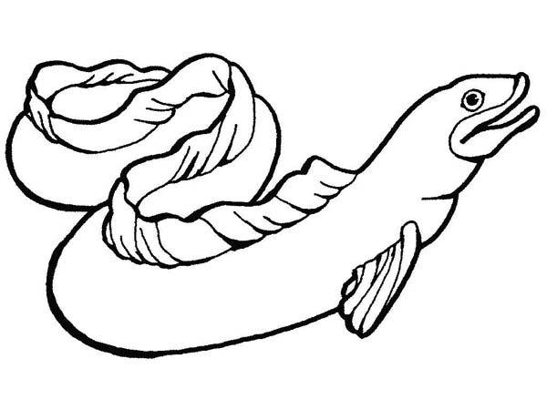 Moray eel slippery sea animals coloring page