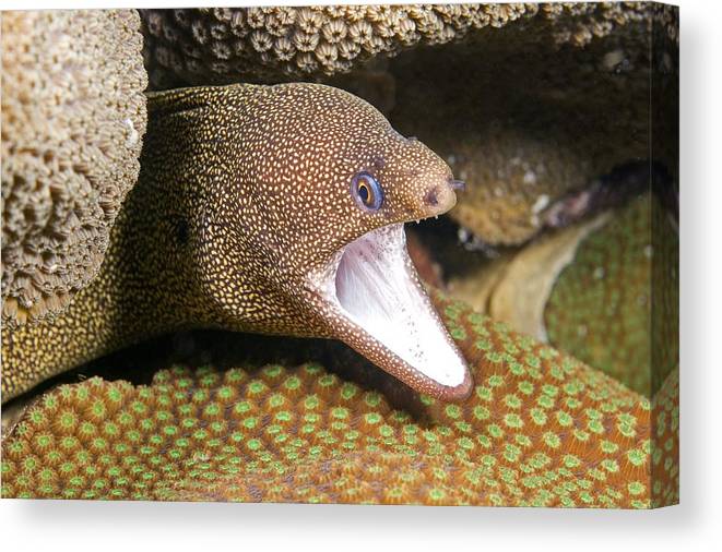 Goldentail moray eel canvas print canvas art by clay coleman