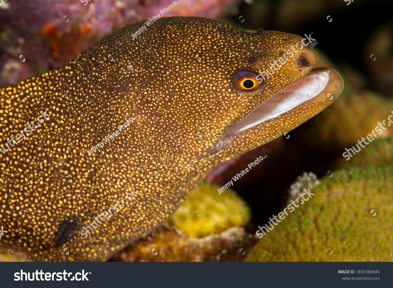 Golden tail eel stock photos and pictures