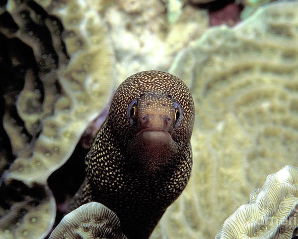 Goldentail moray eel poster by clay colemanscience photo library