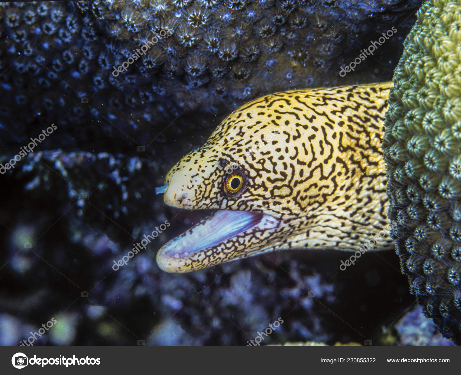 Gymnothorax miliaris goldentail moray bastard eel yellow canary moray eel stock photo by johnanderson