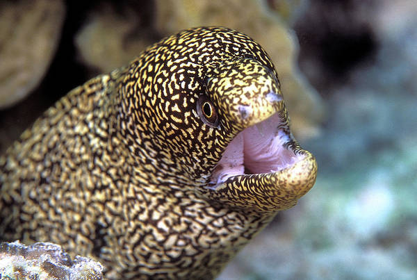 Goldentail moray eel art print by clay colemanscience photo library