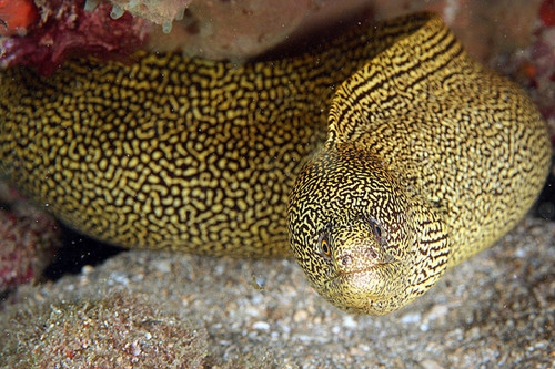 Goldentail moray gymnothorax miliaris caribbean tropicals