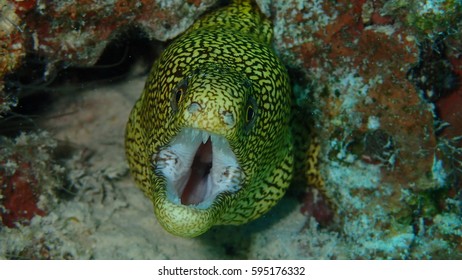 Golden tail eel stock photos and pictures