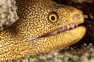 Night dive photograph of goldentail eel off bonaire photographic print