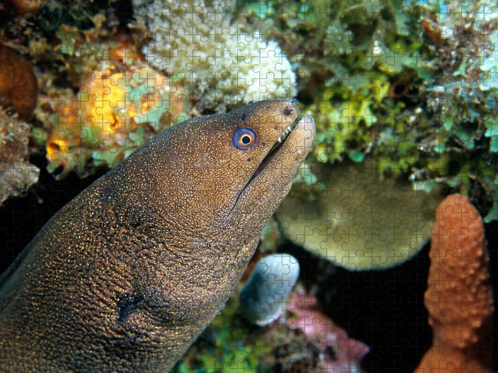 Goldentail moray gymnothorax miliaris jigsaw puzzle by andrew j martinez