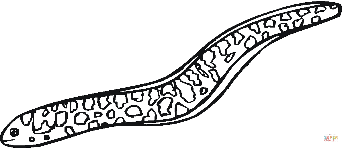 Moray eel coloring page free printable coloring pages