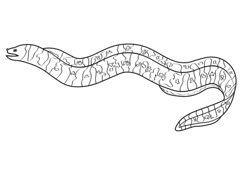 Zebra moray gymnomuraena zebra coloring page free printable coloring pages