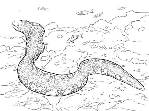 Snowflake moray eel coloring page free printable coloring pages