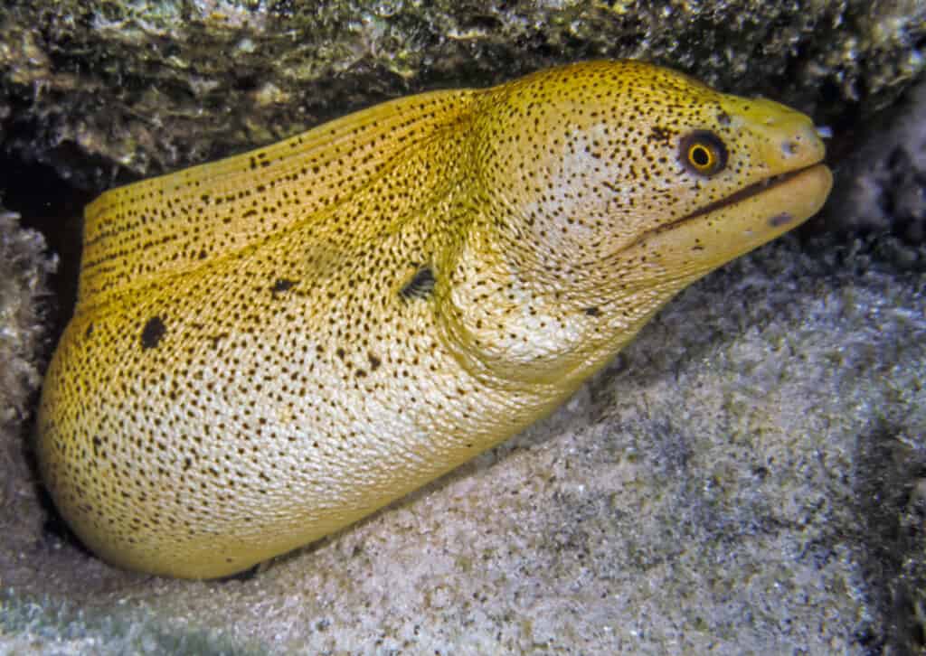 Banana eel fish facts gymnothorax miliaris