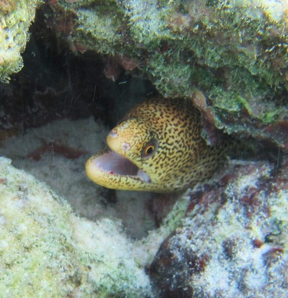 Goldentail moray mexican fish