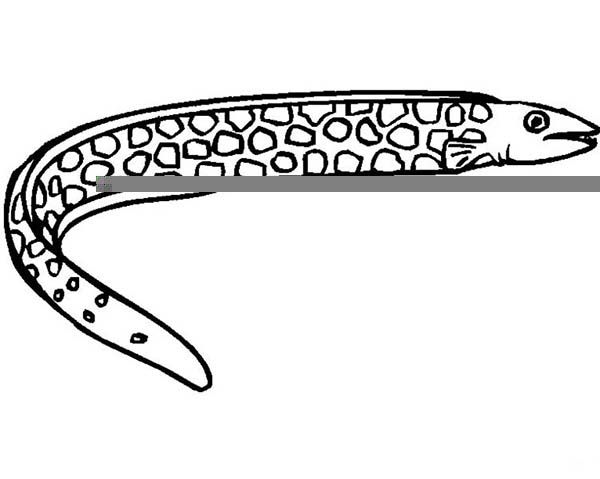 Eel picture coloring page coloring pages color coloring pictures