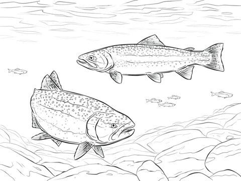 Rainbow trouts coloring page free printable coloring pages fish coloring page rainbow fish coloring page super coloring pages