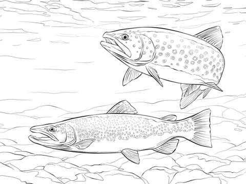 Brown trout coloring page free printable coloring pages fish coloring page animal drawings fish drawings