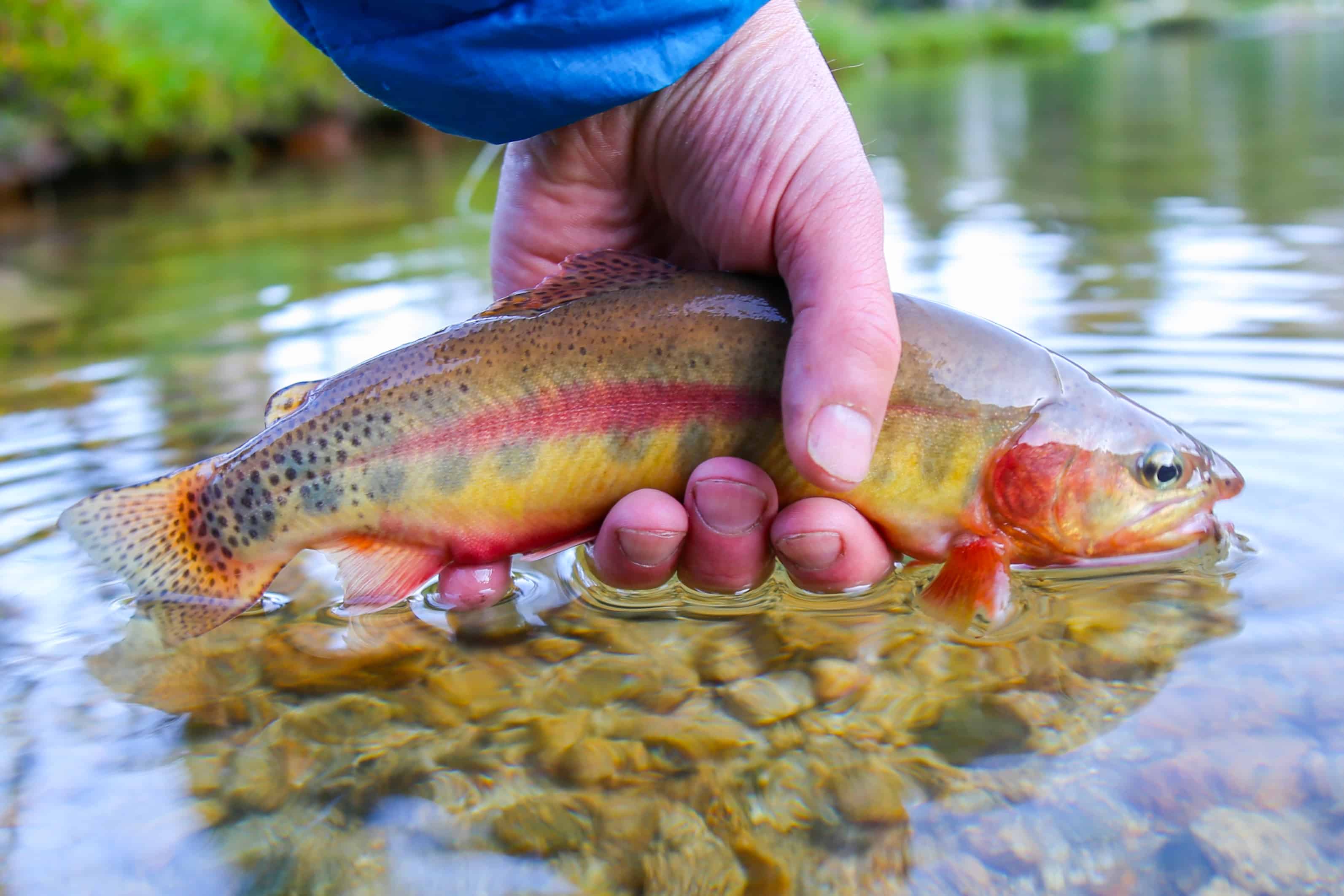 Golden trout fish facts oncorhynchus aguabonita