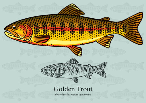 California golden trout images â browse photos vectors and video