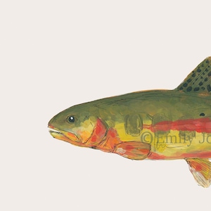 Golden trout