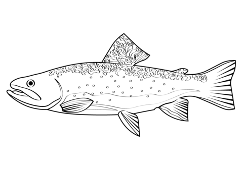 Westslope cutthroat trout oncorhynchus clarkii lewisi coloring page free printable coloring pages