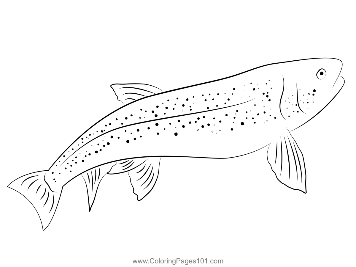 Lahontan cutthroat trout coloring page coloring pages cutthroat trout coloring pages for kids