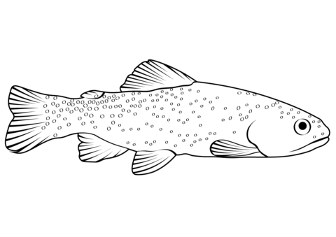 Apache trout oncorhynchus apache coloring page free printable coloring pages