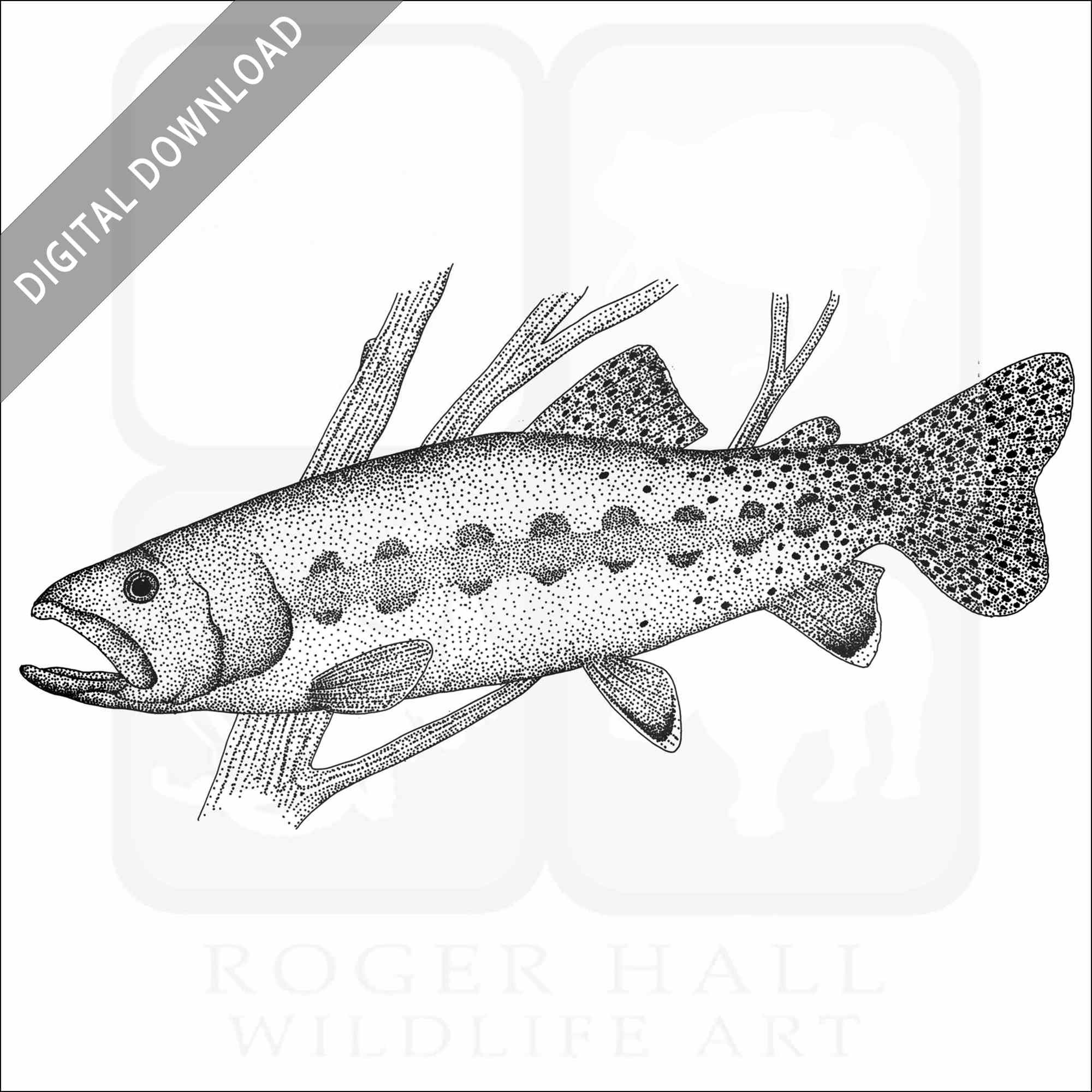 Stock art drawing of a california golden trout