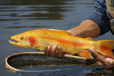 Golden trout of california