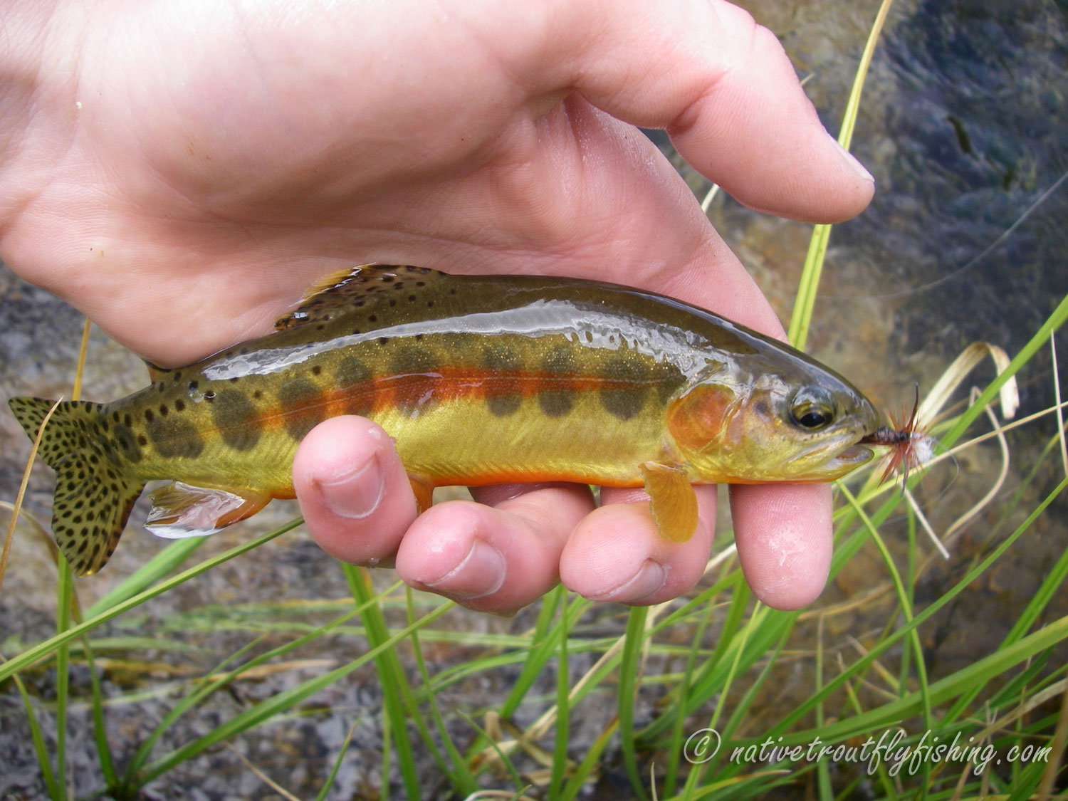 Native trout fly fishing california golden trout