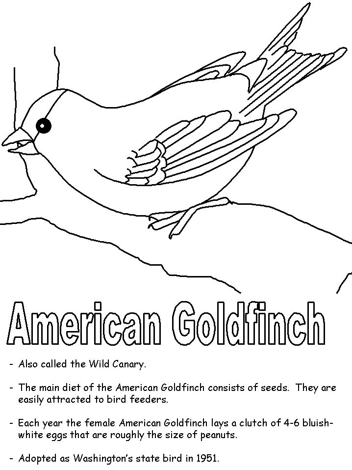 American goldfinch coloring page bird coloring pages coloring pages coloring pages for boys