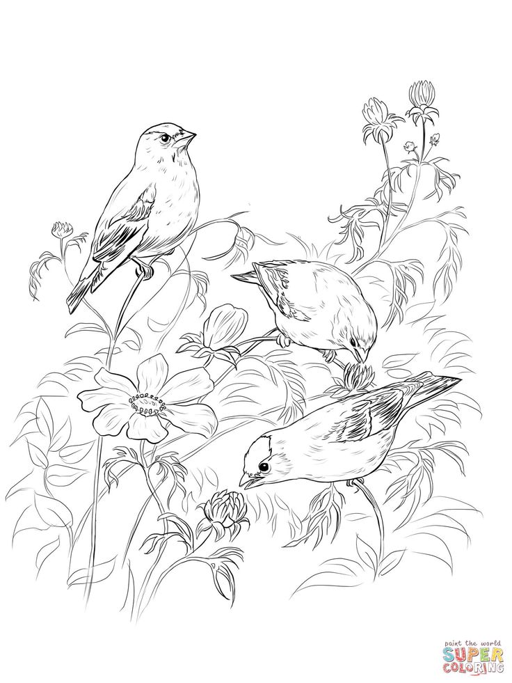 American goldfinches coloring page free printable coloring pages bird coloring pages coloring pages painting art projects