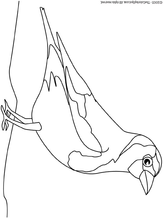 Goldfinch coloring page audio stories for kids free coloring pages colouring printables