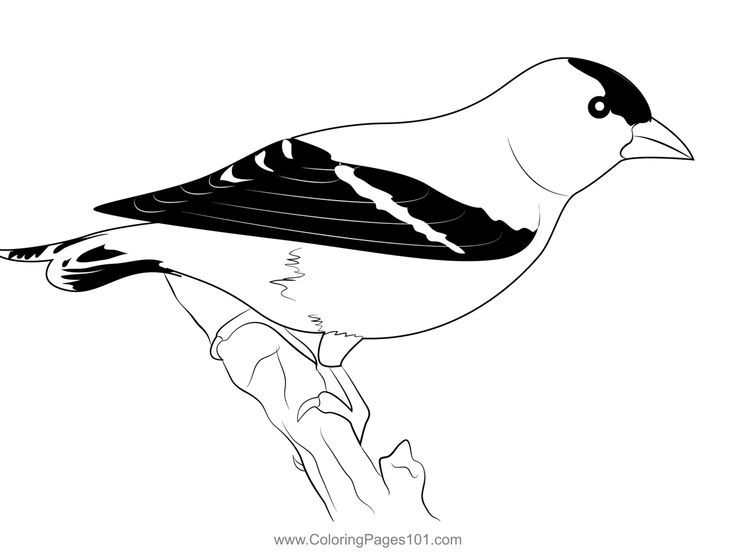 American goldfinch coloring page coloring pages coloring pages for kids goldfinch